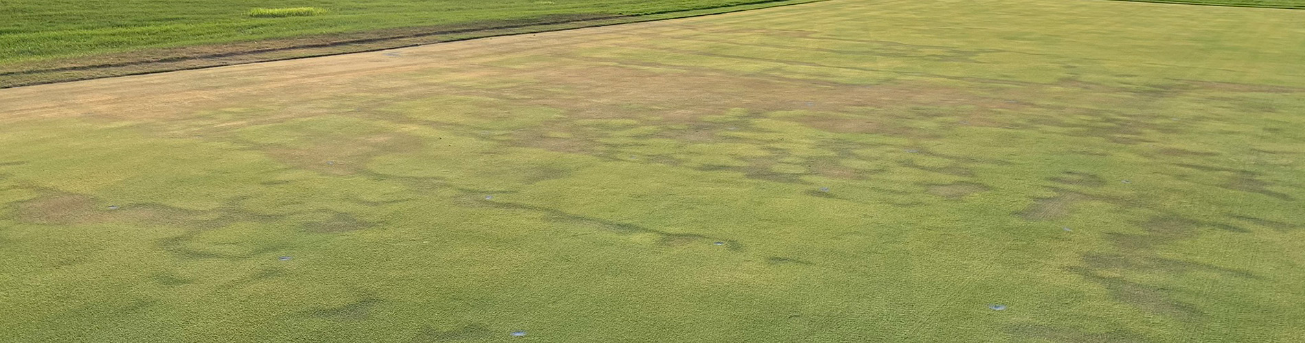 lds dry damaged turf needs turf wetting agent