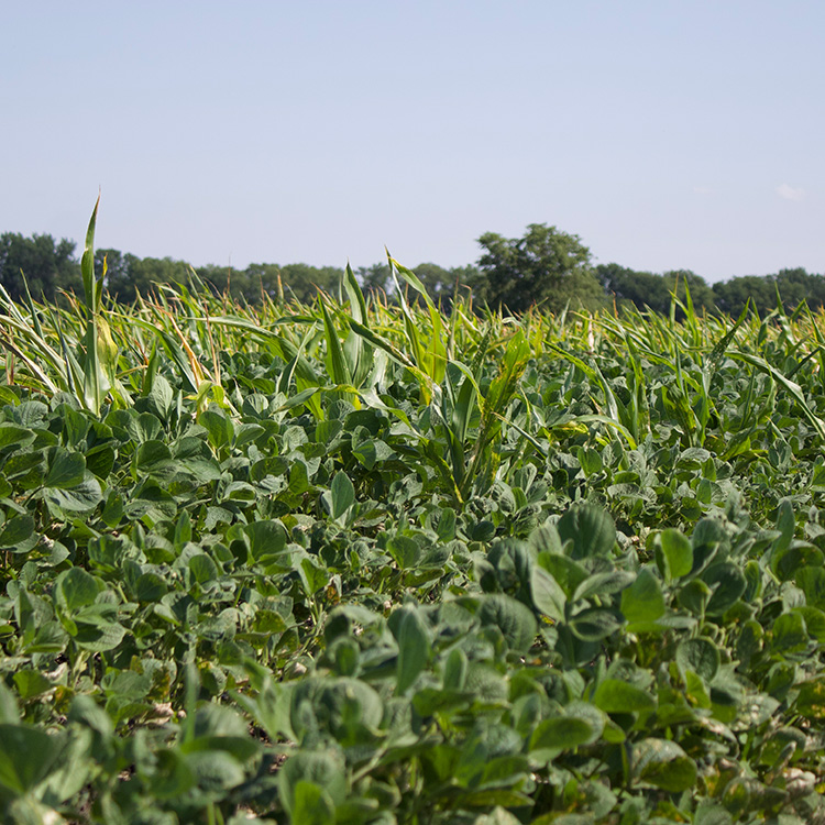 volunteer_corn_illinois_5_july_2022_SB4428750x750