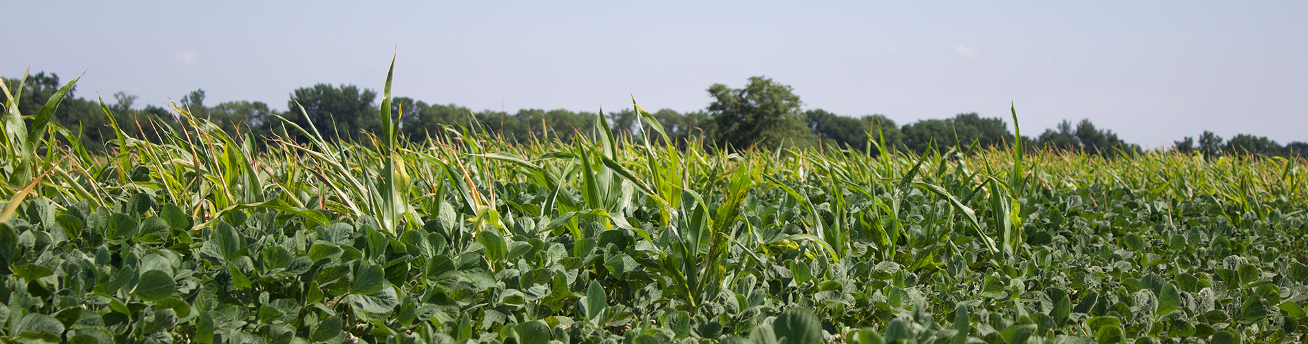 enlist one and duo adjuvant research volunteer corn dicamba