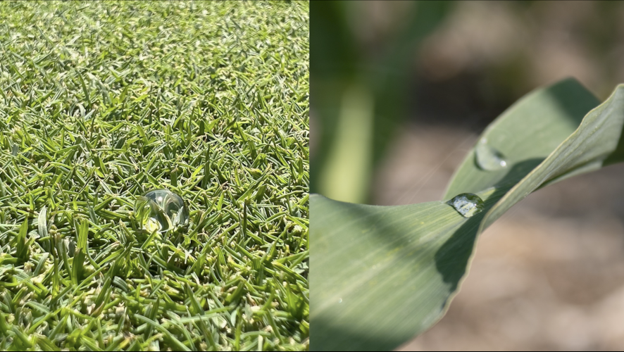 With a surface tension value of 50, water demonstrates how its molecules unite to create beads, which in turn hinder the liquid from spreading over a plant or into the soil.