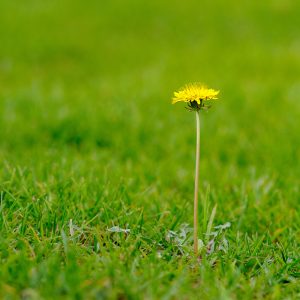 turf industry interview brad debels weed man lawn care Wisconsin turf association