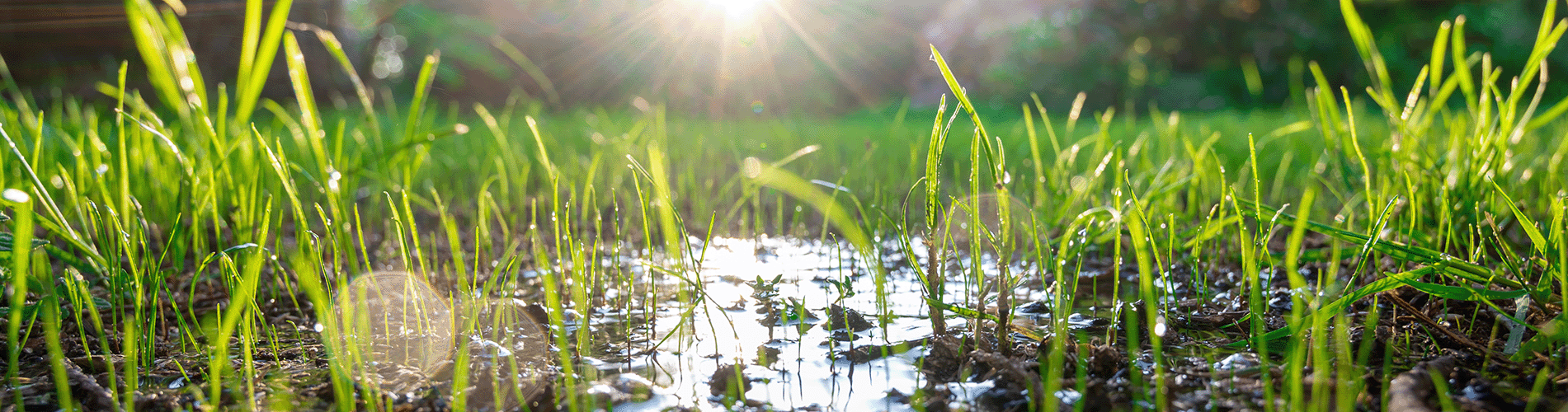 water on turf water conditioner