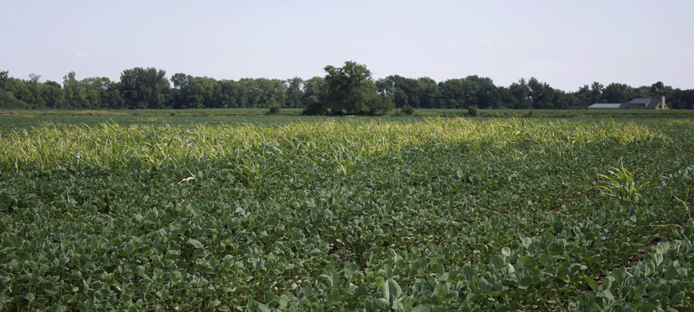 volunteer corn weed remaining after antagonistic herbicide application clethodium, 2,4-D