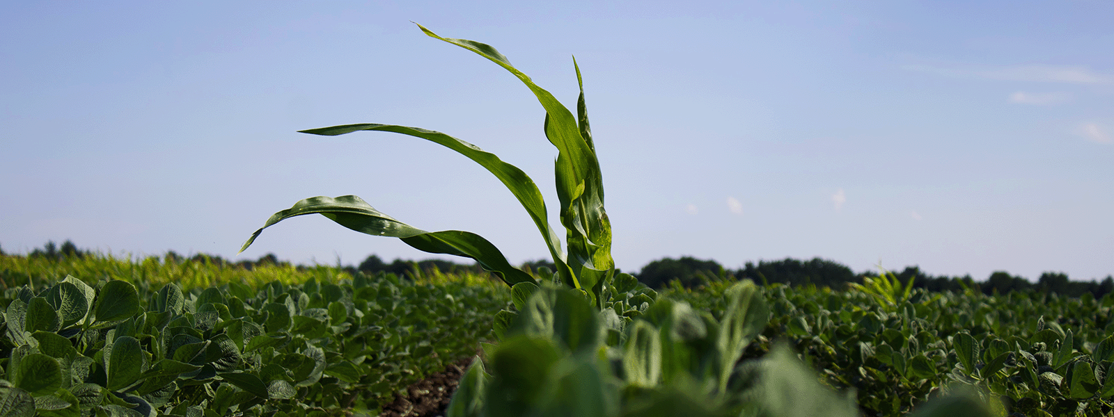 antagonism in 24D clethodim spray tank mix for volunteer corn weed control