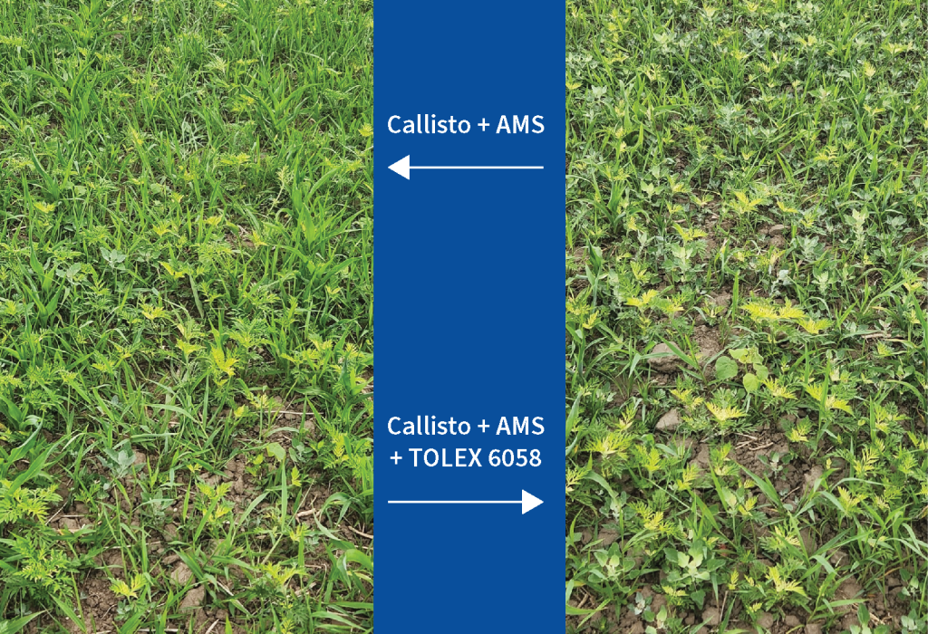 oil-based adjuvant in mesotrione study in wisconsin