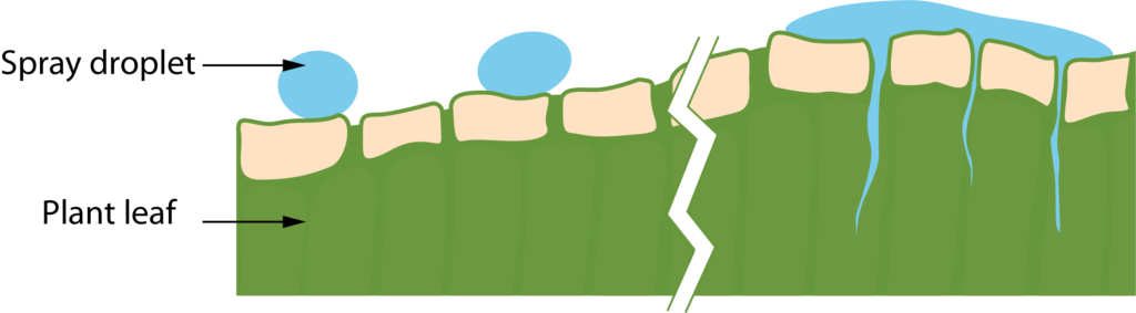 droplet with surfactant spreading vs droplet without surfactant beading up on a leaf surface