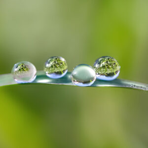 water droplets with no surfactant beading up on a plant surface