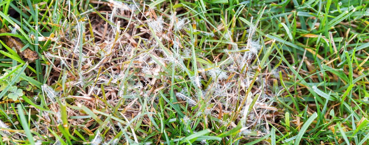 dollar spot fungus in turf
