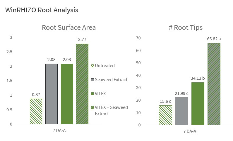 winrhizo root analysis root surface area and number of root tips synergistically increased with VITEX + seaweed extract