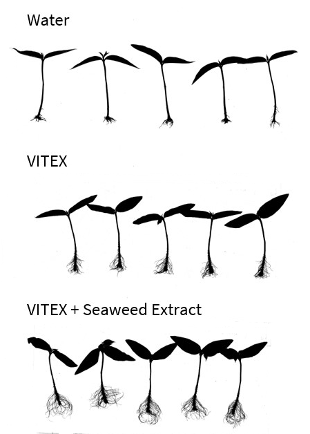 VITEX root analyzer results compared to VITEX + seaweed extract