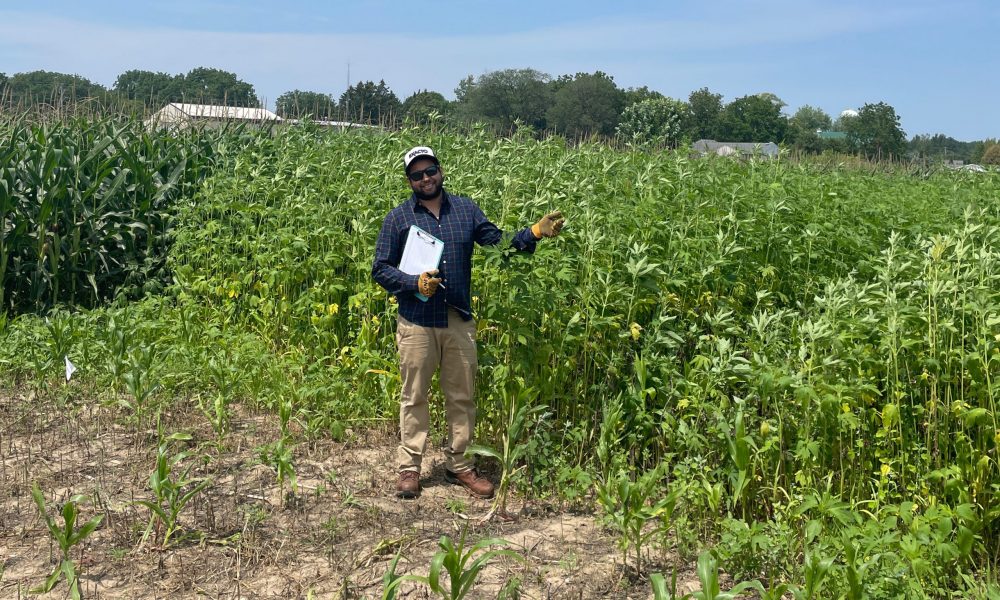 researcher in giant ragweed infested field