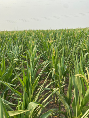 Corn in North Dakota in drought stricken areas in July, 2021