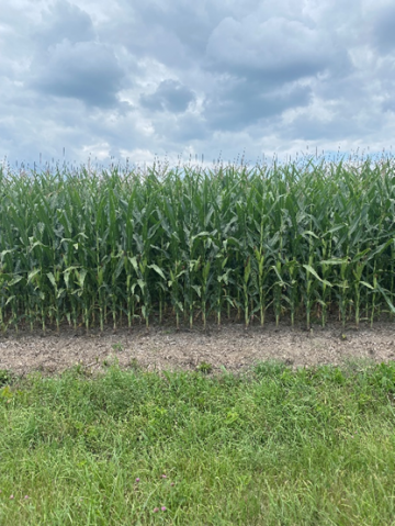 healthy corn in north dakota in July