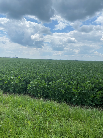 healthy soybeans in north dakota in July in non-drought-stricken areas