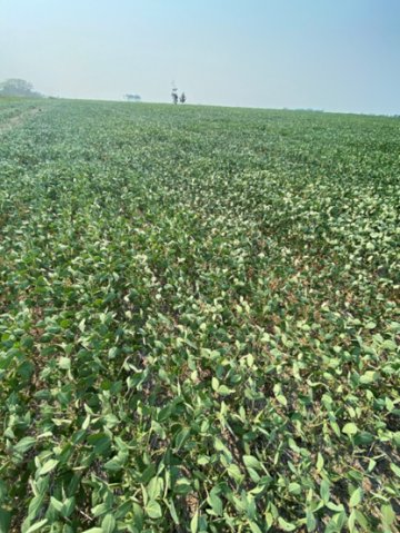 soybeans in North Dakota in draught-stricken areas in July, 2021