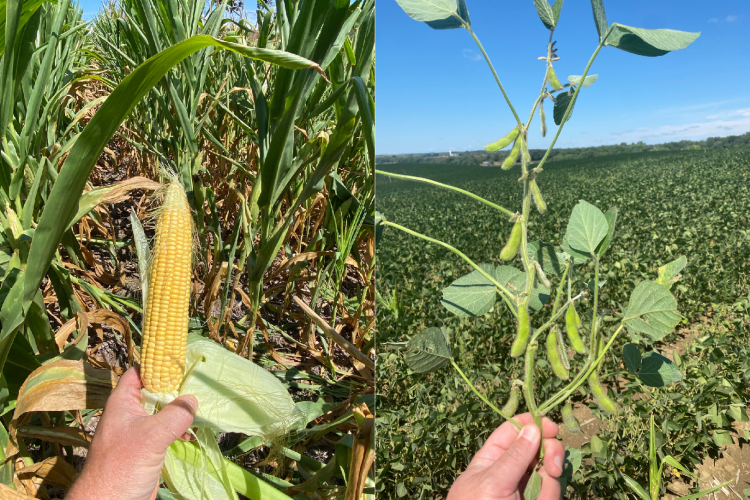 western iowa corn and soybean progress